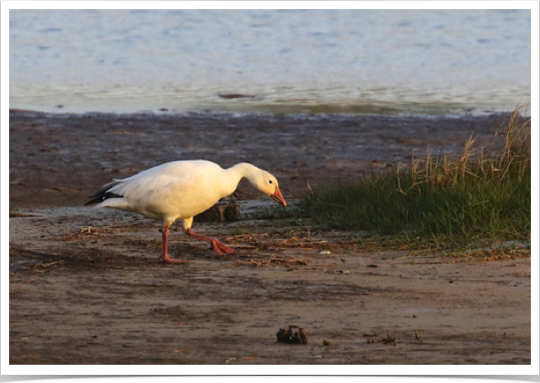 Snow Goose